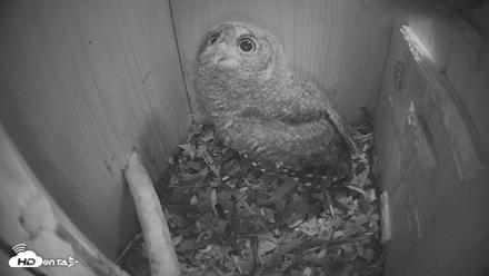 Eastern Screech Owl Nest Box Live Webcam - Apr 22, 2026, 10:23pm CDT
