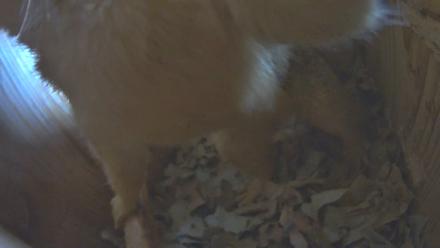 Eastern Screech Owl Nest Box Live Webcam - Nov 29, 2025, 3:38pm CST