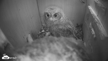 Eastern Screech Owl Nest Box Live Webcam - Apr 17, 2026, 5:14am CDT