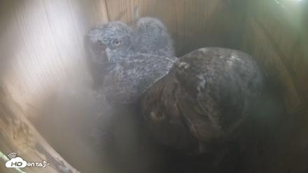 Eastern Screech Owl Nest Box Live Webcam - Apr 10, 2026, 11:29am CDT