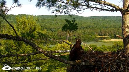 VINS Bald Eagles Nest Live Cams - Jul 8, 2026, 4:36pm EDT
