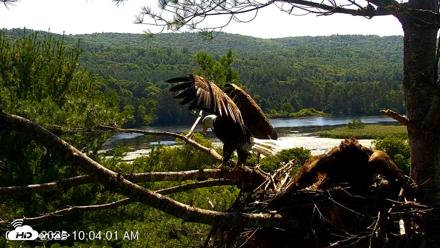 VINS Bald Eagles Nest Live Cams - Jul 17, 2026, 10:04am EDT