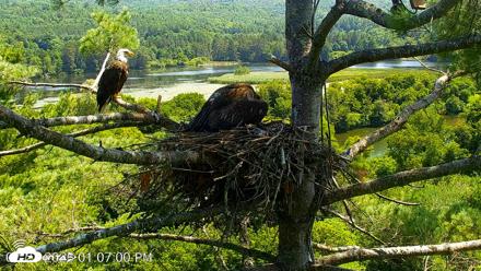 VINS Bald Eagles Nest Live Cams - Jul 27, 2026, 1:12pm EDT
