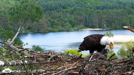 VINS Bald Eagles Nest Live Cams - May 27, 2026, 4:18pm EDT