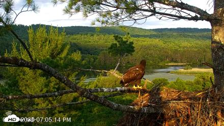 VINS Bald Eagles Nest Live Cams - Jul 9, 2026, 7:05pm EDT