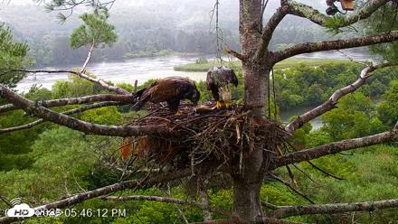 VINS Bald Eagles Nest Live Cams - Jul 29, 2026, 5:47pm EDT