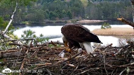 VINS Bald Eagles Nest Live Cams - May 2, 2026, 11:47am EDT