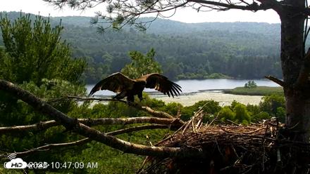 VINS Bald Eagles Nest Live Cams - Jul 16, 2026, 10:48am EDT