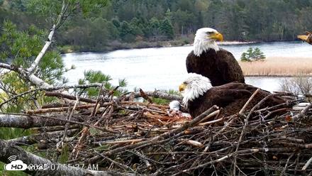 VINS Bald Eagles Nest Live Cams - May 3, 2026, 7:56am EDT