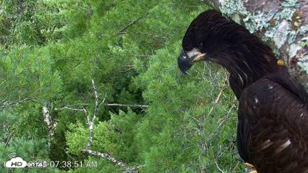 VINS Bald Eagles Nest Live Cams - Jul 29, 2026, 7:39am EDT