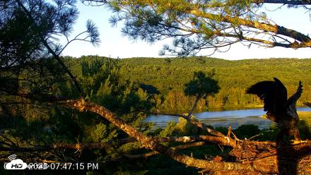 VINS Bald Eagles Nest Live Cams - Jul 19, 2026, 7:47pm EDT