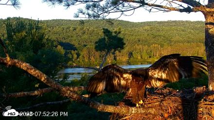 VINS Bald Eagles Nest Live Cams - Jul 15, 2026, 7:53pm EDT