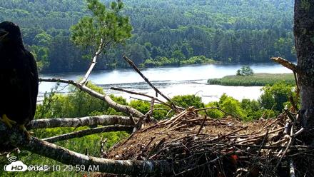 VINS Bald Eagles Nest Live Cams - Jul 3, 2026, 10:30am EDT