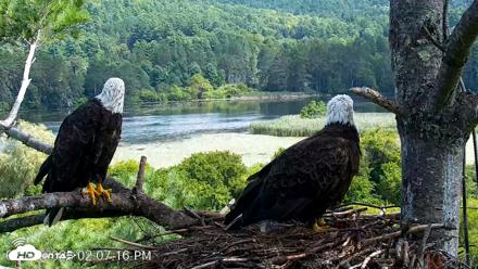 VINS Bald Eagles Nest Live Cams - Aug 22, 2026, 2:07pm EDT