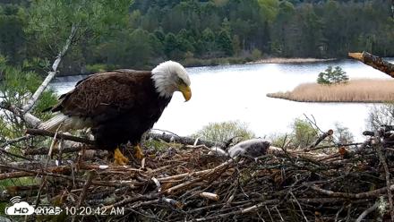 VINS Bald Eagles Nest Live Cams - May 8, 2026, 10:21am EDT