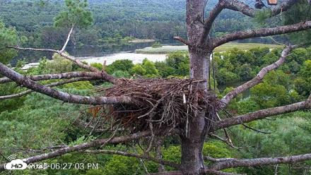 VINS Bald Eagles Nest Live Cams - Aug 12, 2026, 6:28pm EDT