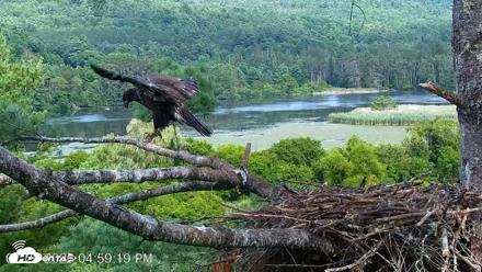 VINS Bald Eagles Nest Live Cams - Jul 26, 2026, 5:00pm EDT