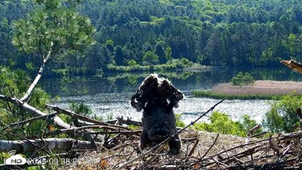 VINS Bald Eagles Nest Live Cams - Jun 3, 2026, 9:39am EDT