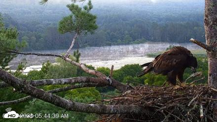 VINS Bald Eagles Nest Live Cams - Jul 26, 2026, 5:45am EDT