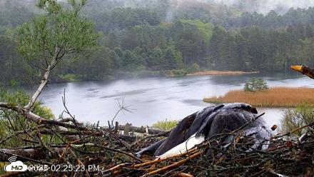 VINS Bald Eagles Nest Live Cams - May 14, 2026, 2:26pm EDT