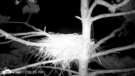 VINS Bald Eagles Nest Live Cams - Aug 7, 2026, 11:57pm EDT