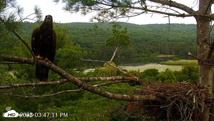 VINS Bald Eagles Nest Live Cams - Jul 26, 2026, 3:48pm EDT