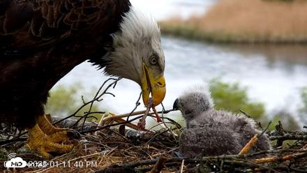 VINS Bald Eagles Nest Live Cams - May 13, 2026, 1:12pm EDT