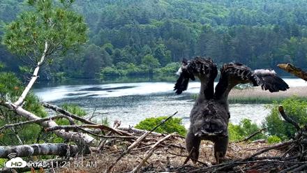 VINS Bald Eagles Nest Live Cams - Jun 10, 2026, 11:22am EDT