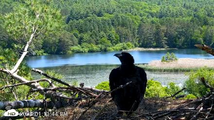 VINS Bald Eagles Nest Live Cams - Jun 8, 2026, 1:12pm EDT