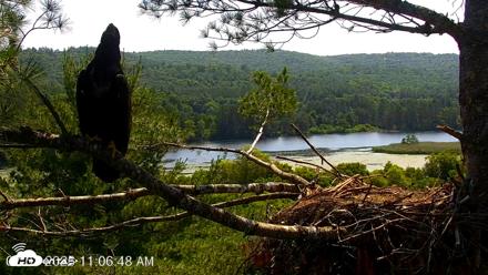VINS Bald Eagles Nest Live Cams - Jul 3, 2026, 11:07am EDT