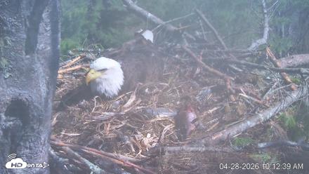 VINS Bald Eagles Nest Live Cams - Apr 28, 2026, 10:13am EDT