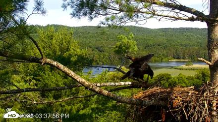VINS Bald Eagles Nest Live Cams - Jul 13, 2026, 3:38pm EDT