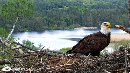 VINS Bald Eagles Nest Live Cams - May 19, 2026, 3:25pm EDT