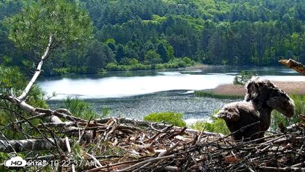VINS Bald Eagles Nest Live Cams - May 27, 2026, 10:23am EDT