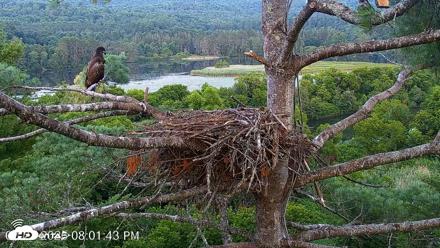 VINS Bald Eagles Nest Live Cams - Jul 27, 2026, 8:03pm EDT
