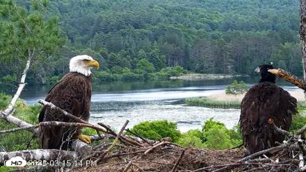 VINS Bald Eagles Nest Live Cams - Jun 14, 2026, 3:15pm EDT