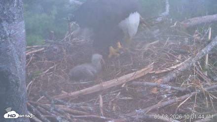 VINS Bald Eagles Nest Live Cams - May 8, 2026, 10:02am EDT