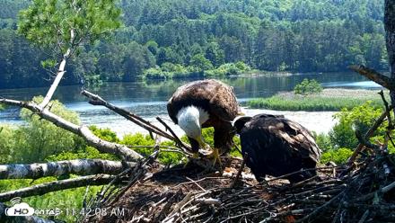 VINS Bald Eagles Nest Live Cams - Jun 28, 2026, 11:42am EDT