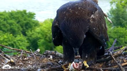VINS Bald Eagles Nest Live Cams - Jul 24, 2026, 3:08pm EDT