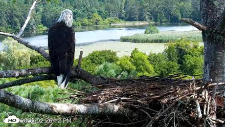 VINS Bald Eagles Nest Live Cams - Aug 22, 2026, 2:27pm EDT