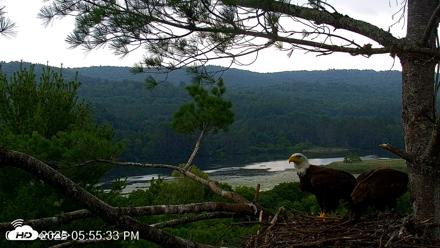 VINS Bald Eagles Nest Live Cams - Jul 21, 2026, 5:56pm EDT
