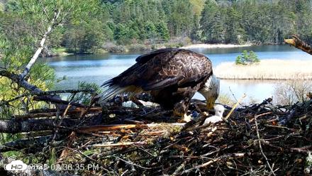 VINS Bald Eagles Nest Live Cams - May 2, 2026, 2:37pm EDT
