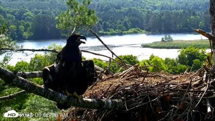 VINS Bald Eagles Nest Live Cams - Jul 3, 2026, 9:57am EDT