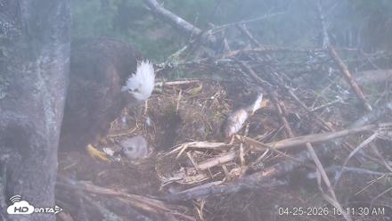 VINS Bald Eagles Nest Live Cams - Apr 25, 2026, 10:12am EDT