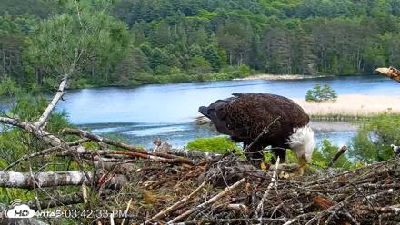 VINS Bald Eagles Nest Live Cams - May 30, 2026, 3:43pm EDT