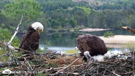 VINS Bald Eagles Nest Live Cams - May 13, 2026, 9:36am EDT