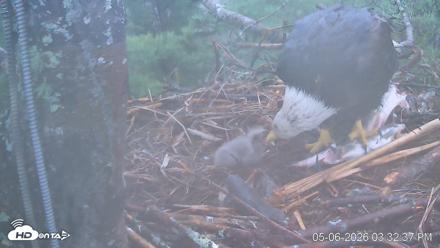 VINS Bald Eagles Nest Live Cams - May 6, 2026, 3:33pm EDT