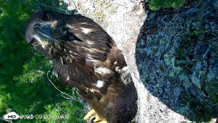 VINS Bald Eagles Nest Live Cams - Jul 27, 2026, 9:21am EDT