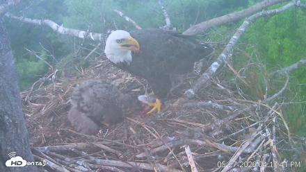 VINS Bald Eagles Nest Live Cams - May 27, 2026, 4:18pm EDT