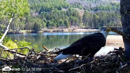 VINS Bald Eagles Nest Live Cams - Apr 27, 2026, 12:25pm EDT
